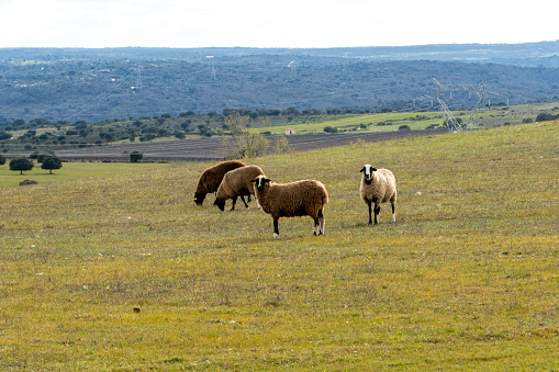 A flock of sheep with good wool, grazing in the meadows of a rural area, where it is dense with pine trees. on an autumn day with a soft light in the environment, the sheep are feeding, no one is seen - Spain