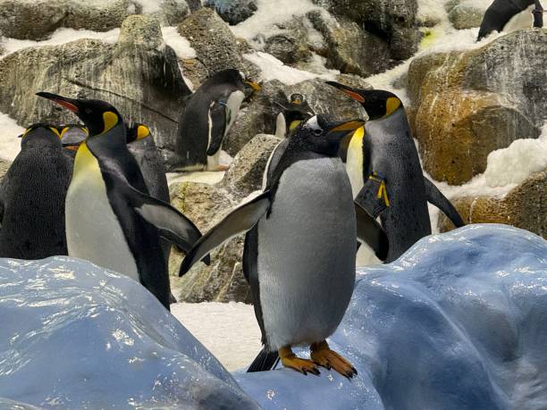 istock Loro Parque Tenerife King Penguins 2092228557