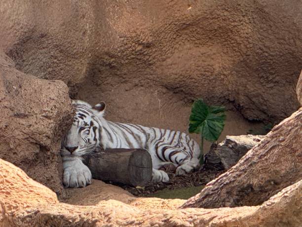 istock Loro Parque Tenerife Bengal Tiger 2092229071