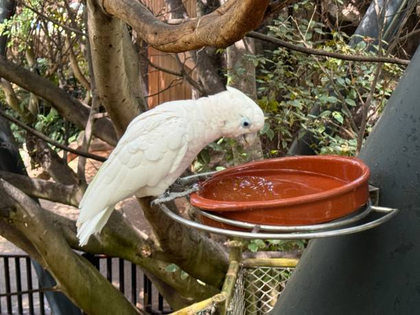 istock Loro Parque Tenerife Cockatoo Parrot 2092229073