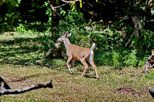 White-tailed deer in Rincon de la Vieja National Park in Costa Rica.  This species of deer is the National Symbol of Costa Rica.