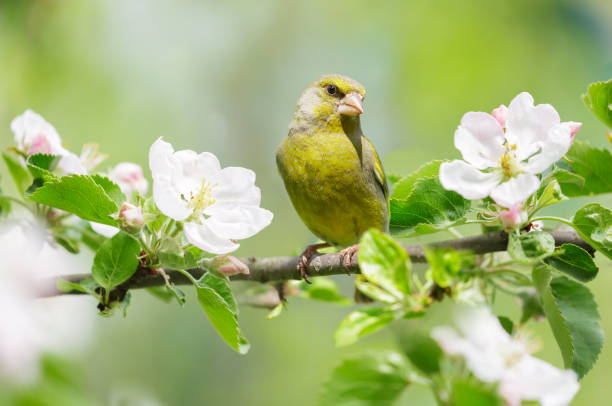 mały ptaszek przysiadający na gałęzi kwitnącej jabłoni. szczygieł europejski - chloris zdjęcia i obrazy z banku zdjęć