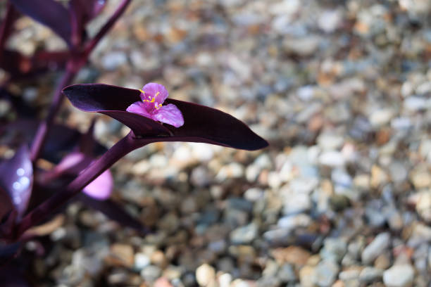 istock Flowering Tradescantia Pallida in Spring 2092262460
