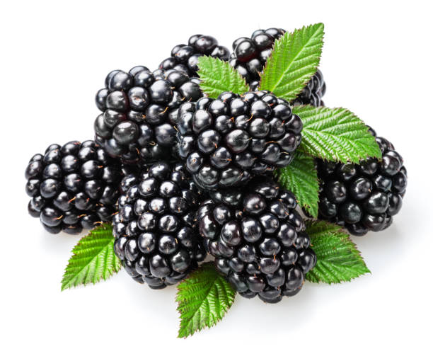 istock Backberries and blackberry leaves isolated on white background. 2092264541