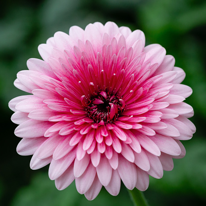 Vibrant macro top view close-up of a pink/purplish flower head of a blooming Gerbera plant with shallow DOF