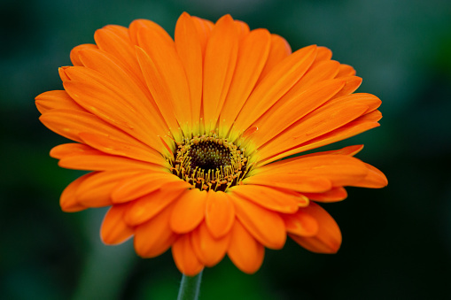 Vibrant macro top/side view close-up of the flower head of a blooming orange Gerbera plant with defocussed green leafs in the background, shallow DOF