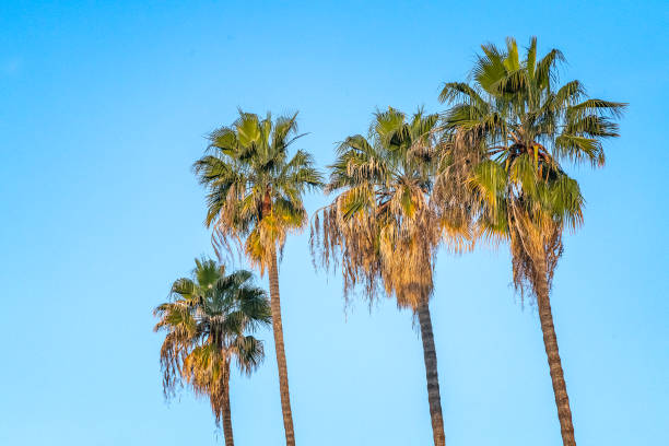 istock Palm Trees in California 2092296048