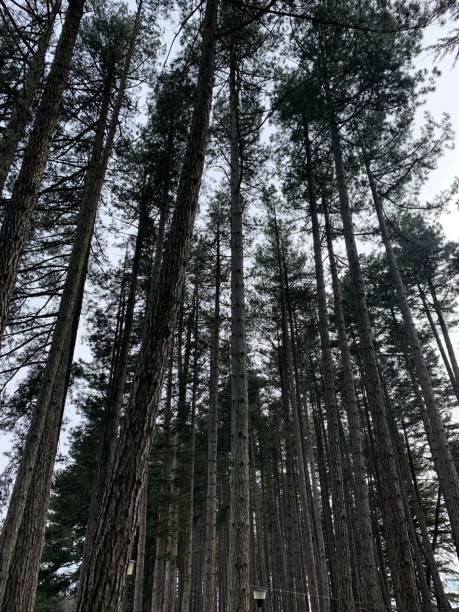 istock Pines in castel rigone Umbria Italy 2092374491