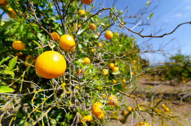 A picture of orange groves and fields in Ibiza, Spain.