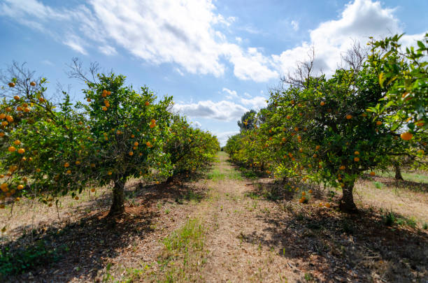 istock Orange Groves in Ibiza 2092374663