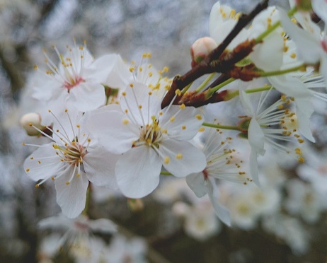 Close up of spring blossom