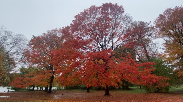 Beautiful Autumn Maple Tree in Prospect Park