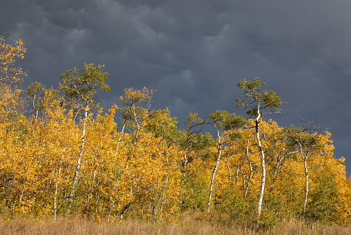 A forest with trees in autumn colors and a stormy sky. Scene is somber and melancholic