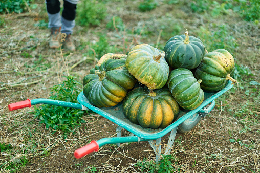 Warrow full of fresh pumpkins of different colors in a field during the autumn harvest.