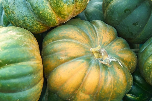 Autumn harvest with a wheelbarrow full of fresh pumpkins in a farm field.