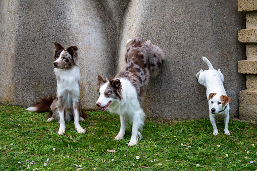 Tre Cani curiosi