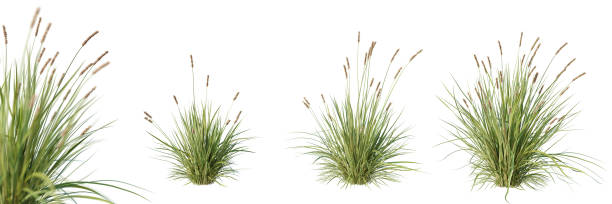 zestaw roślin carex brunnea z selektywnym zbliżeniem ostrości, na białym tle. renderowanie 3d. - carex zdjęcia i obrazy z banku zdjęć
