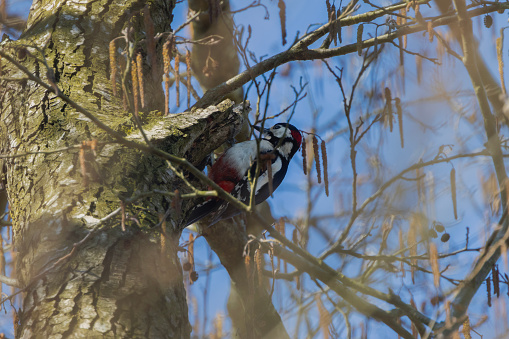 A Great Spotted Woodpecker looking for food.