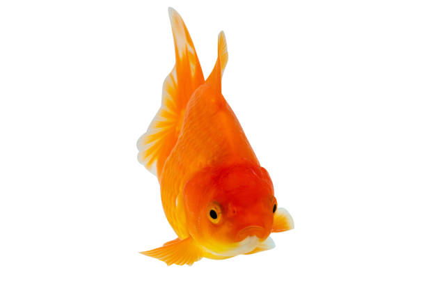 istock Oranda goldfish isolated on white background close up 2092493203