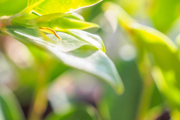 Natural plant green leaf in garden with bokeh background