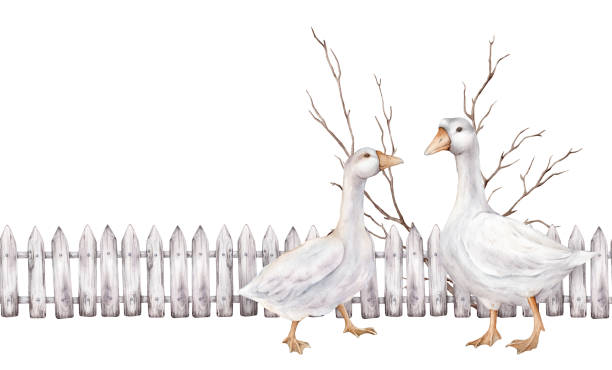illustrations, cliparts, dessins animés et icônes de seamless border fence made of white gray, boards with a wood texture. domestic watercolor goose farm bird. hand painted watercolor illustration, isolated on white background. banner boards the top - stick wood sign twig