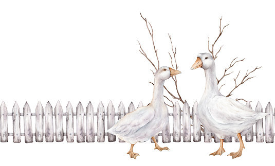 Seamless border fence made of white gray, boards with a wood texture. Domestic watercolor goose farm bird. Hand painted watercolor illustration, isolated on white background. Banner boards the top