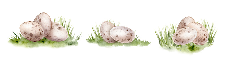 Three quail eggs shell. Symbols of Easter for design. Watercolor hand drawn painting illustration isolated on a white background. Set of pastel color eggs illustrations in minimalist style.