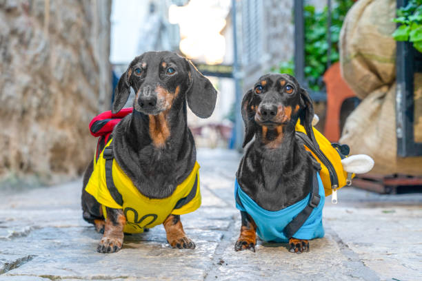 istock Two curious dogs tourists on vacation explore the ancient city on an excursion 2092497690