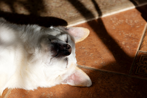 Head of a small white dog. The dog is lying on his back on the floor in the greenhouse in the sunlight. Shade from plants