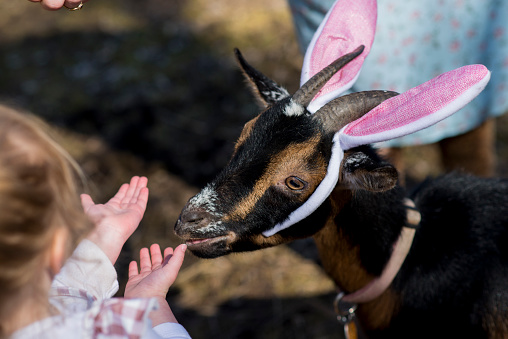 Funny photo of a cute pet goat wearing costume rabbit ears like the Easter bunny for the Easter holiday on a beautiful spring morning. The goat is being fed by loving children.