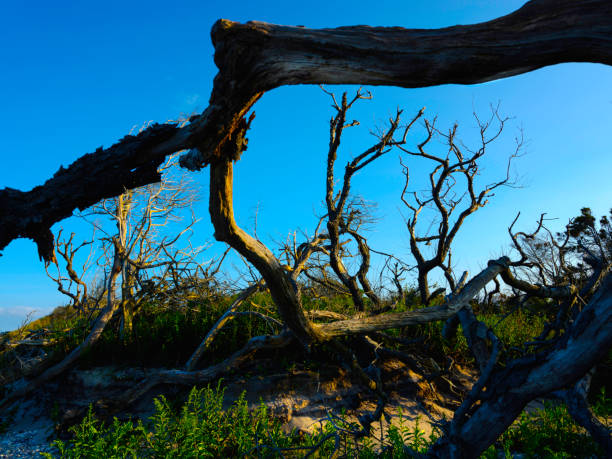 Summer beach seascape after storm with fallen trees