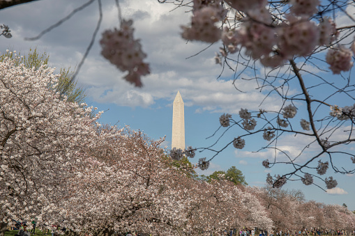 Cherry blossoms in Washington DC