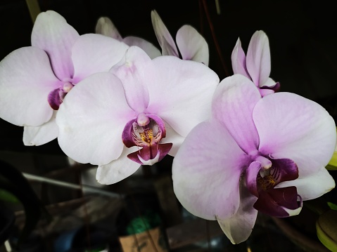 Beautiful orchid flowers photographed in Joinville, Santa Catarina, Brazil.