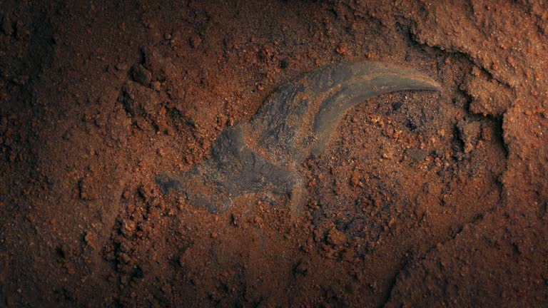 Dinosaur Claw Fossil Excavation Detail