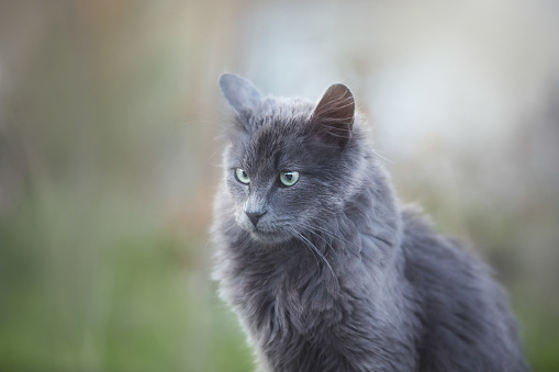 Profile Portrait of Beautiful stray grey cat similar to russian blue breed is sitting on the street. Portrait of cat with green eyes. Fluffy gray kitten in Greece