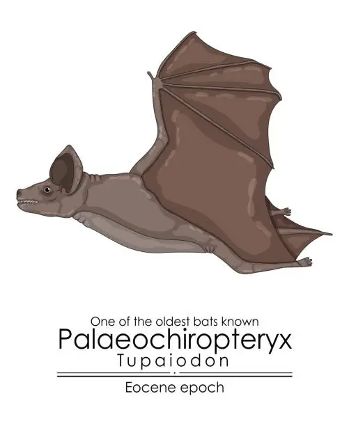 Vector illustration of One of the oldest bats known, Palaeochiropteryx Tupaiodon