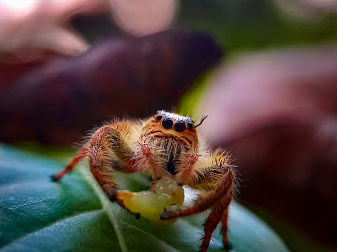 Front view of a jumping spider on a leaf