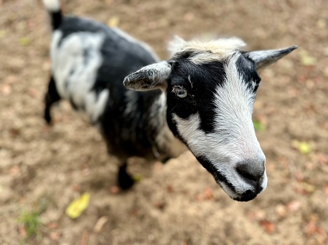 Goats and chicken in a cage for pets