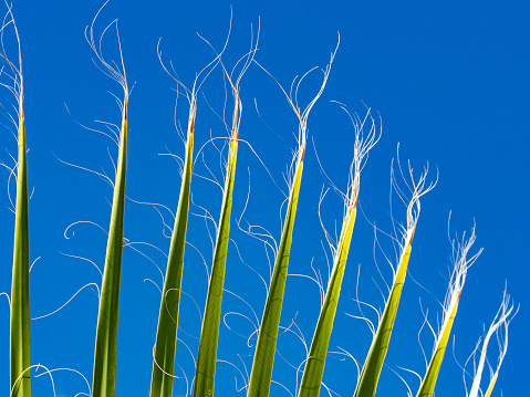 Abstract palm leaf against blue sky