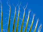 Abstract palm leaf against blue sky
