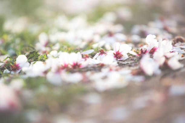 Falling almond's flowers on the ground in Greece. Background