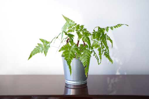 A green fern house plant growing in metal pot, placed on a wooden shelf with soft morning sunlight shining on it