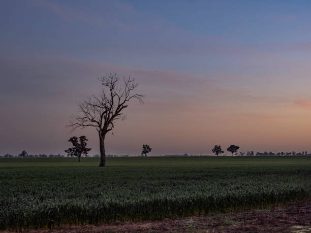 Silhouette trees in meadow at sunrise