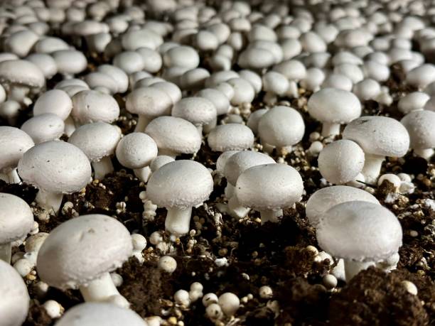 istock Mushrooms growing crop button mushroom 2092659782
