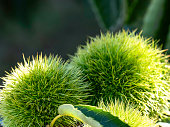 Close up green chestnut spikes