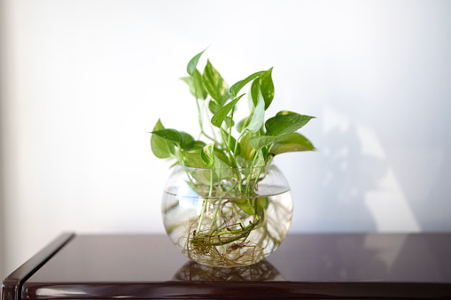 A healthy house plant growing in water propagation, placed in a glass jar on a wooden shelf.