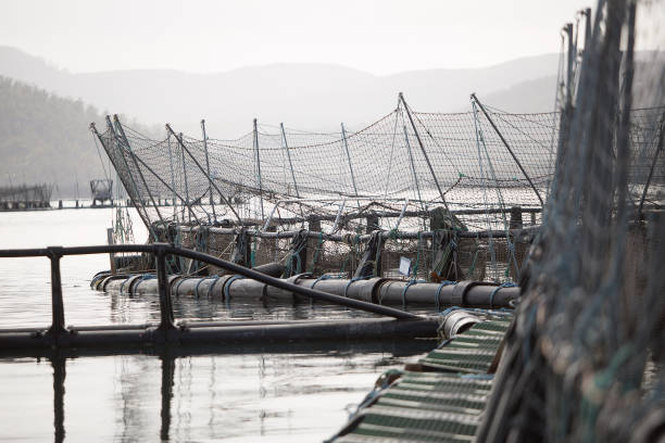 istock View of salmon fish farming pens 2092672266