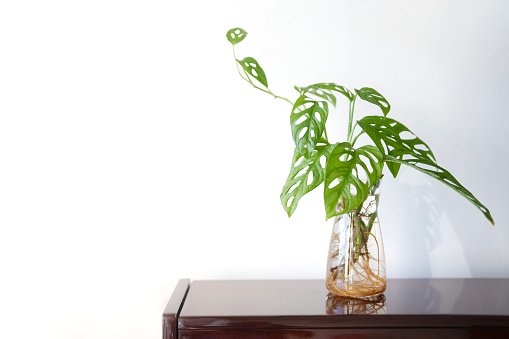 A Monstera Adansonii house plant growing in water propagation, placed in a glass jar on a wooden shelf, with soft morning sunlight shining on it