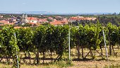 Valtice town and vineyard, Lednice and Valtice area