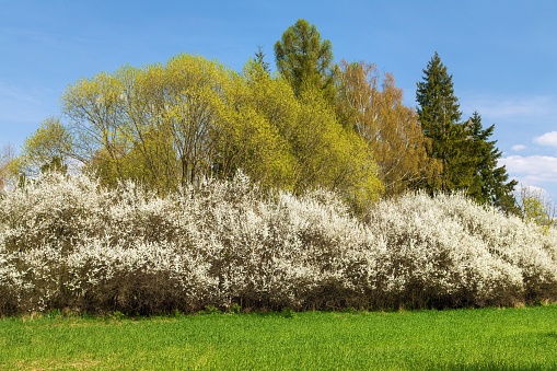 springtime meadow and white flowering blackthorn bush, springtime view from bohemian and moravian highland
